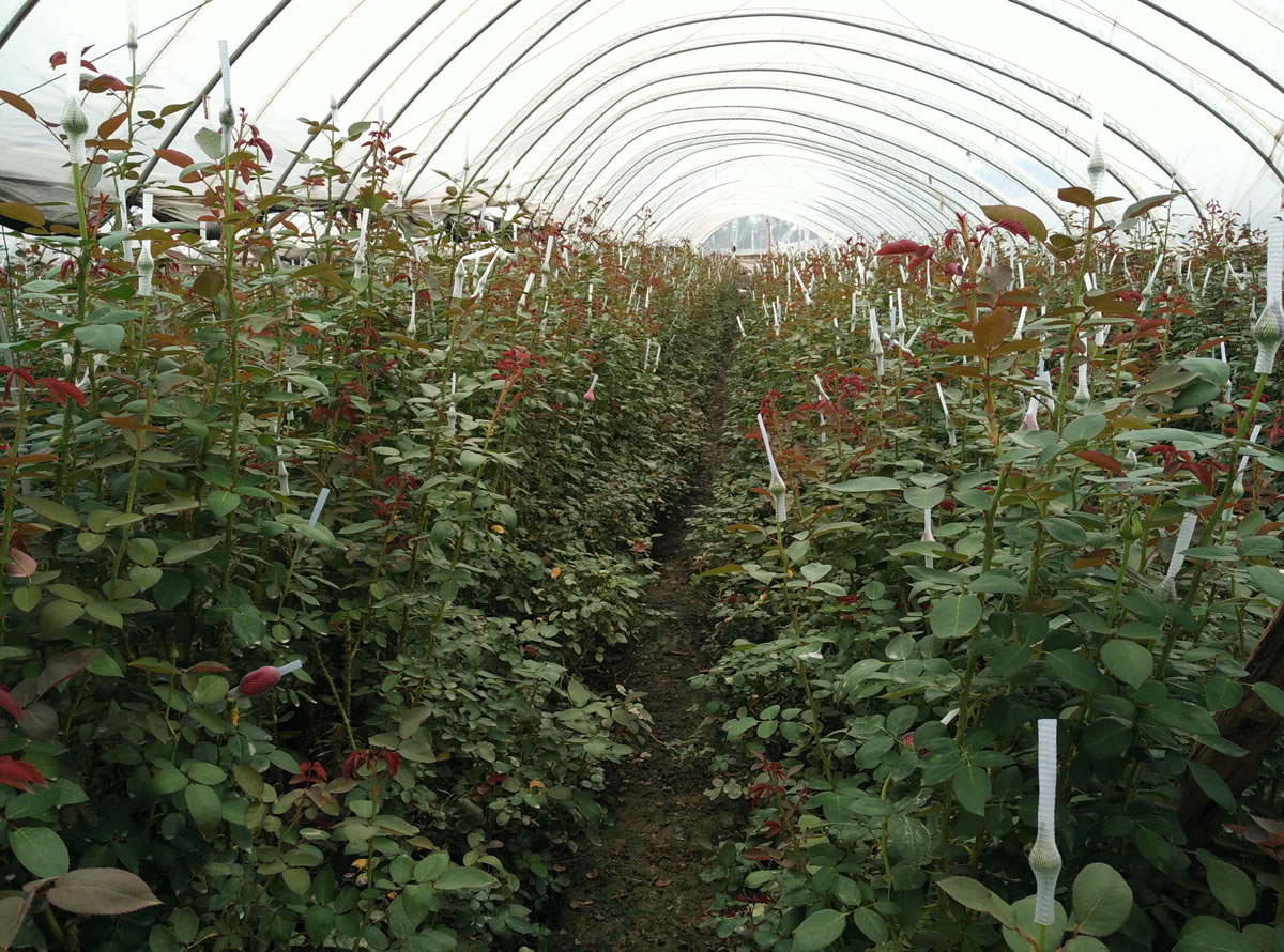 光穩(wěn)定劑在汽車塑料件中的關鍵作用:天罡508與778的卓越表現(xiàn) 光穩(wěn)定劑在汽車塑料件中的關鍵作用:天罡508與778的卓越表現(xiàn)