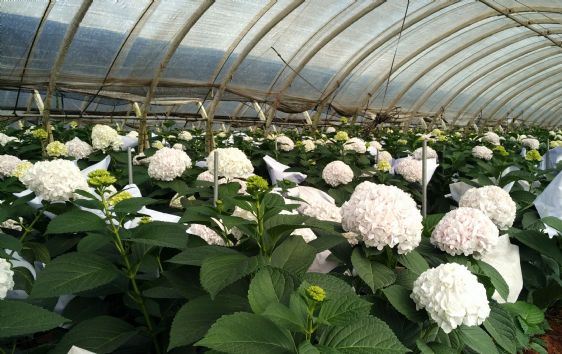 光穩(wěn)定劑：塑料材料的守護(hù)神，北京天罡助劑有限公司的科技擔(dān)當(dāng)